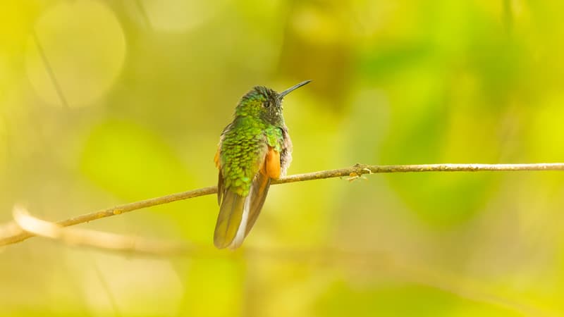 Blue capped Hummingbird birding mexico