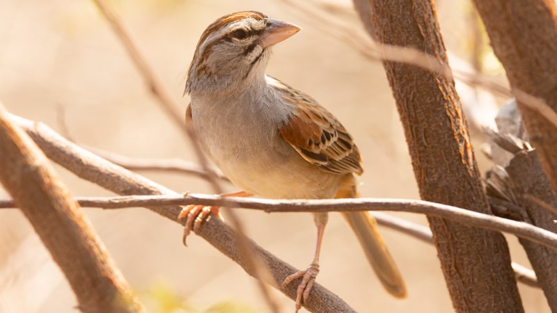 Cinnamon tailed Sparrow