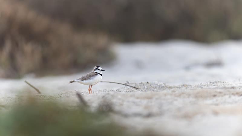 Collared Plover birding mexico oaxaca tierra de aves