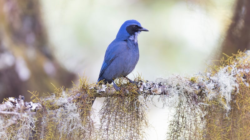 Dwarf Jay birding mexico oaxaca