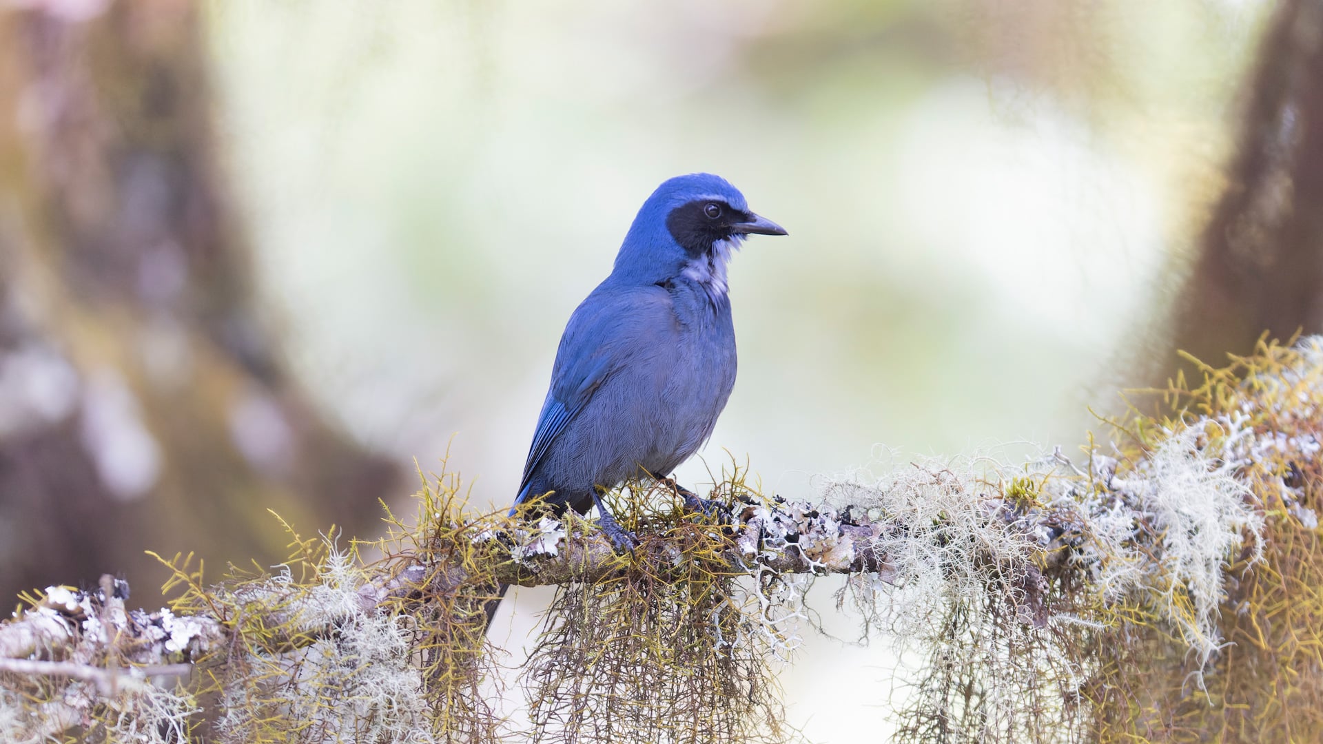 Dwarf Jay Oaxaca birding