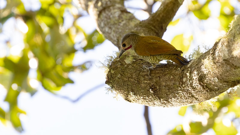 Grey crowned Woodpecker birding mexico oaxaca tierra de aves