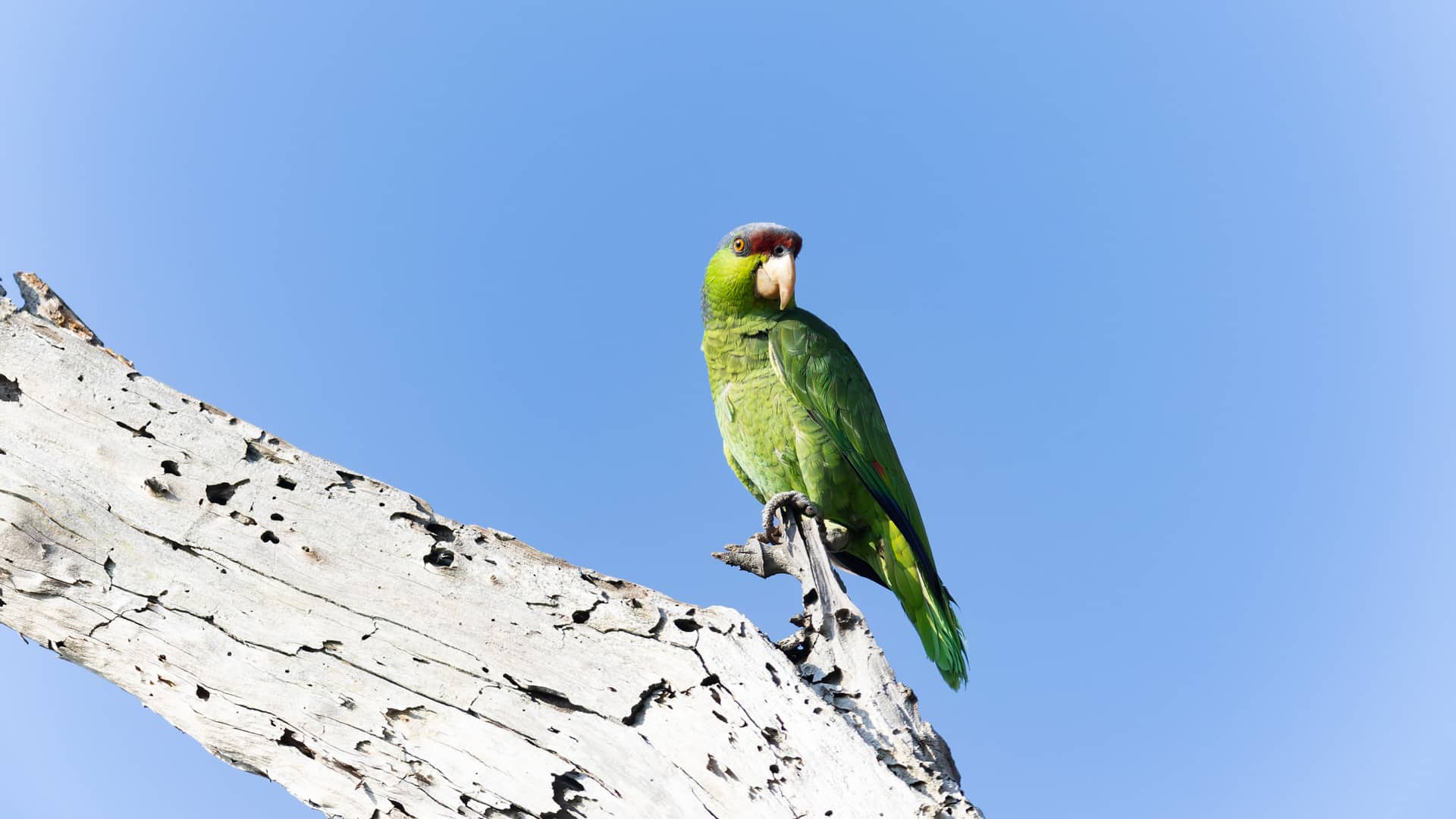 Lilac crowned Parrot birding oaxaca