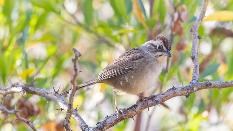 bird watching birding mexico Oaxaca Sparrow