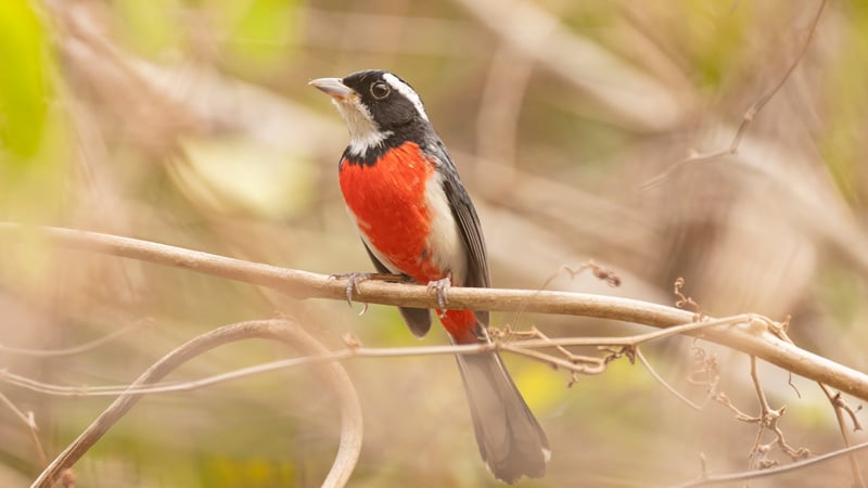 Red breasted Chat birding mexico