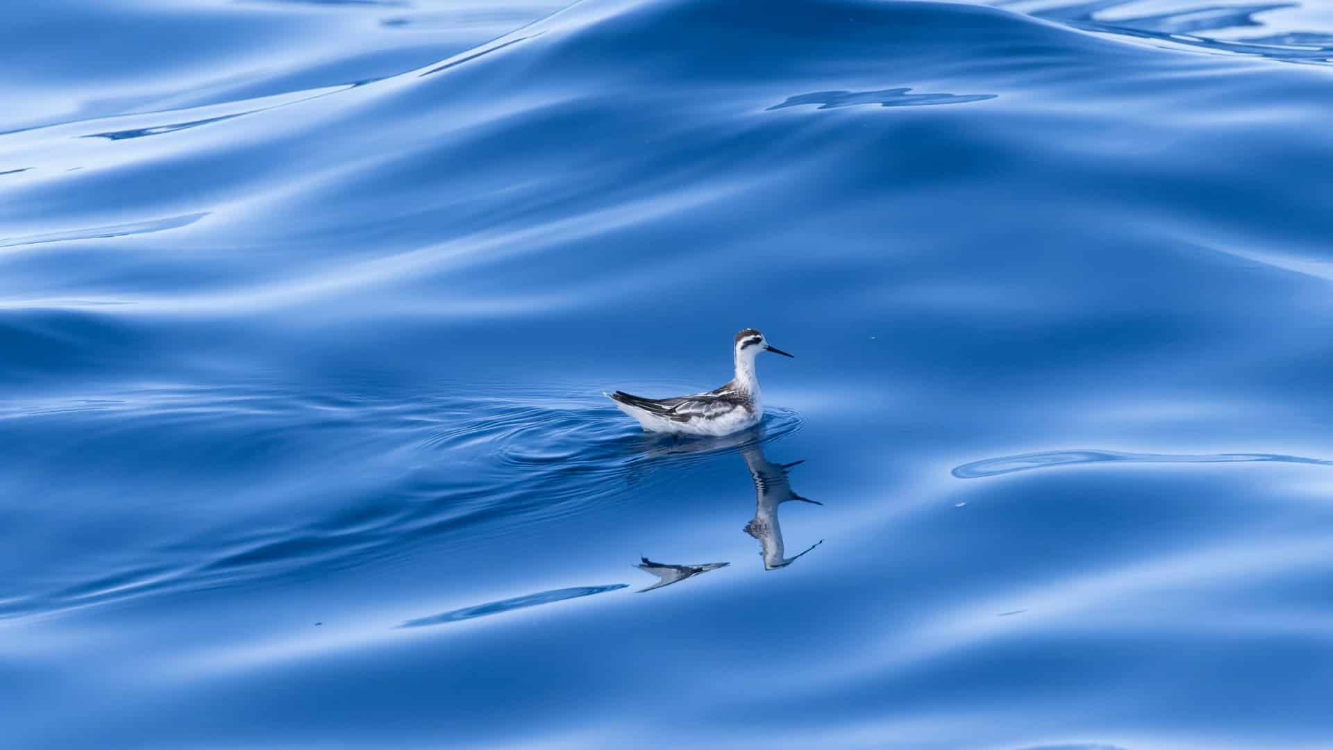 Red necked Phalarope birding trip