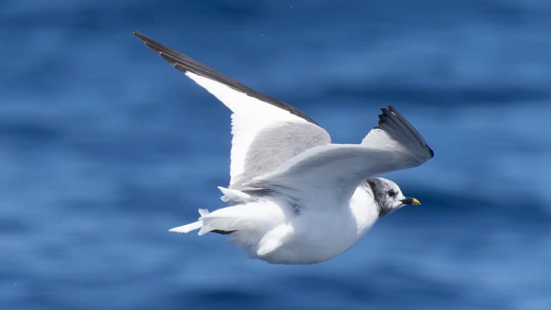 Wedge-tailed-Shearwater