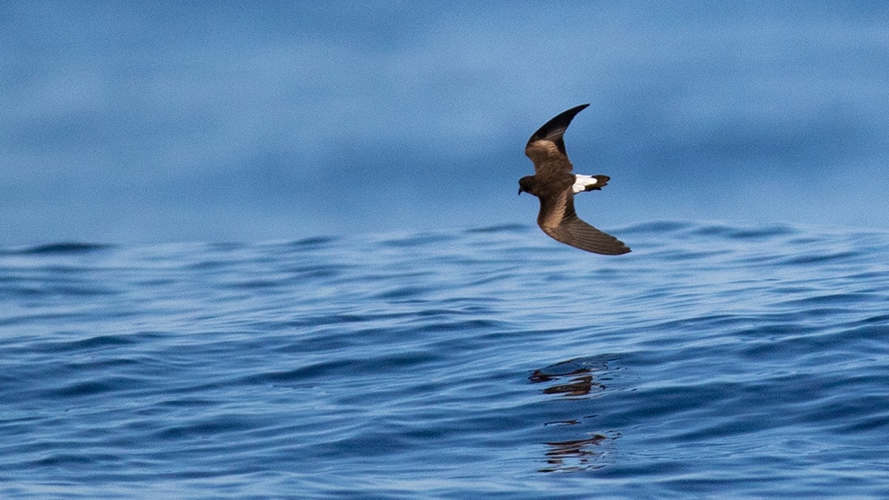 bird watching birding mexico Wedge-rumped-Storm-Petrel-Huax