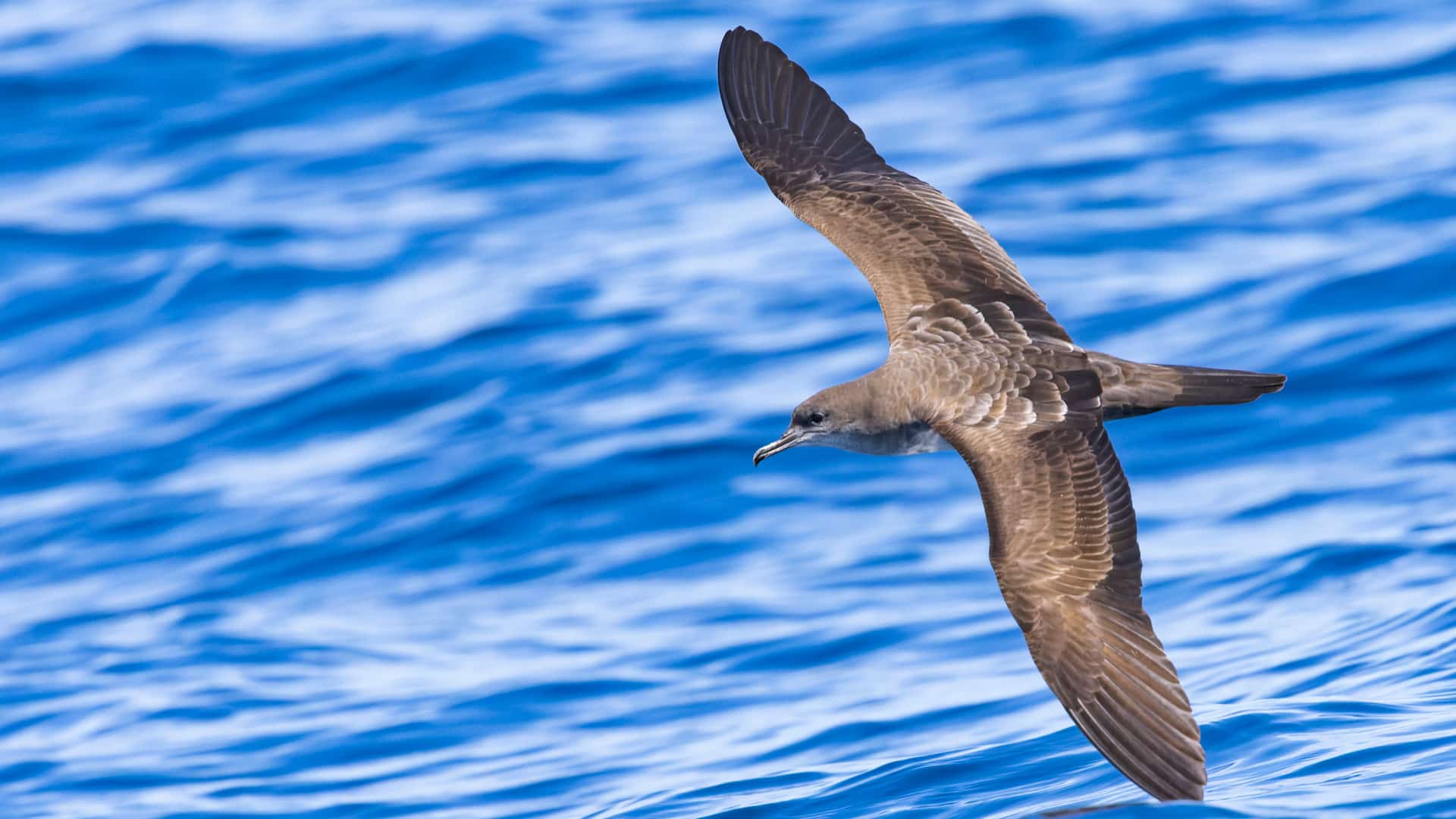 Wedge tailed Shearwater Birding trip