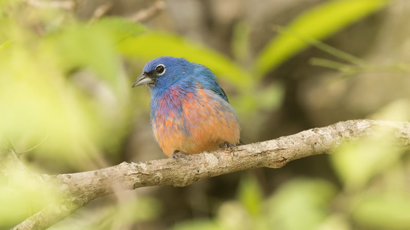 bird watching birding mexico Rose bellied Bunting