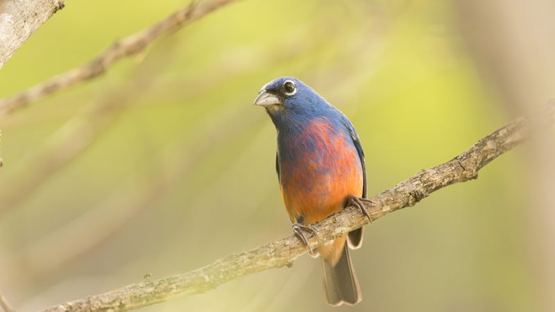 bird watching birding mexico Rose bellied Bunting