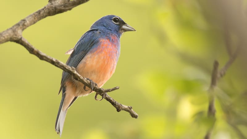 bird watching birding mexico Rose bellied Bunting