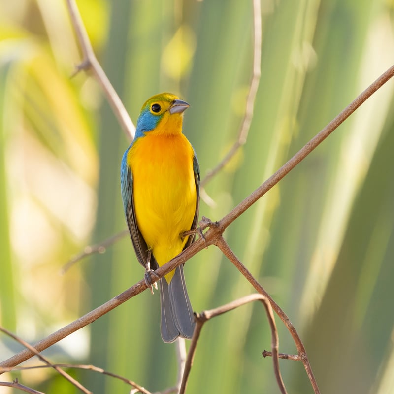 bird watching birding mexico orange breasted Bunting