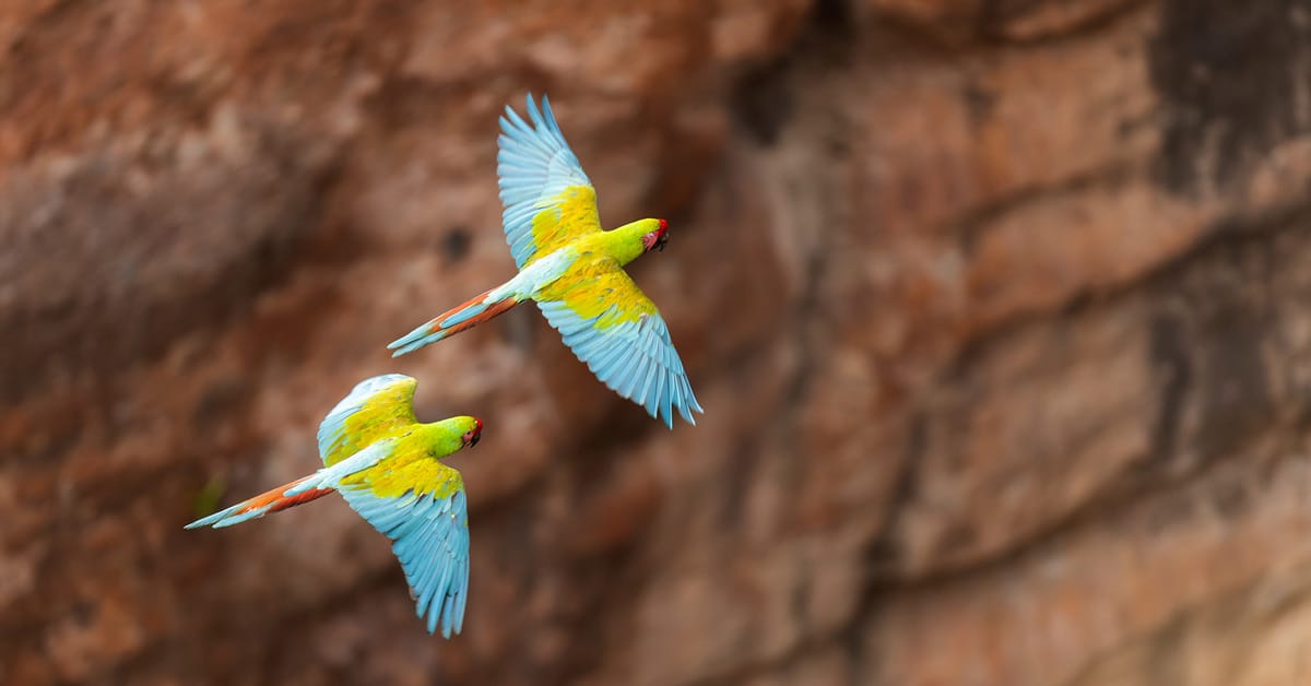 Military macaw birding tour oaxaca mexico