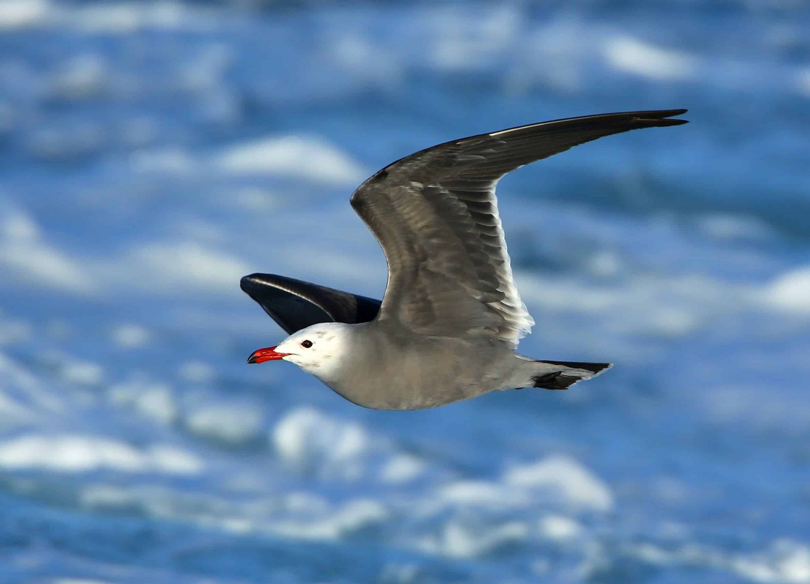 clipperton island tour