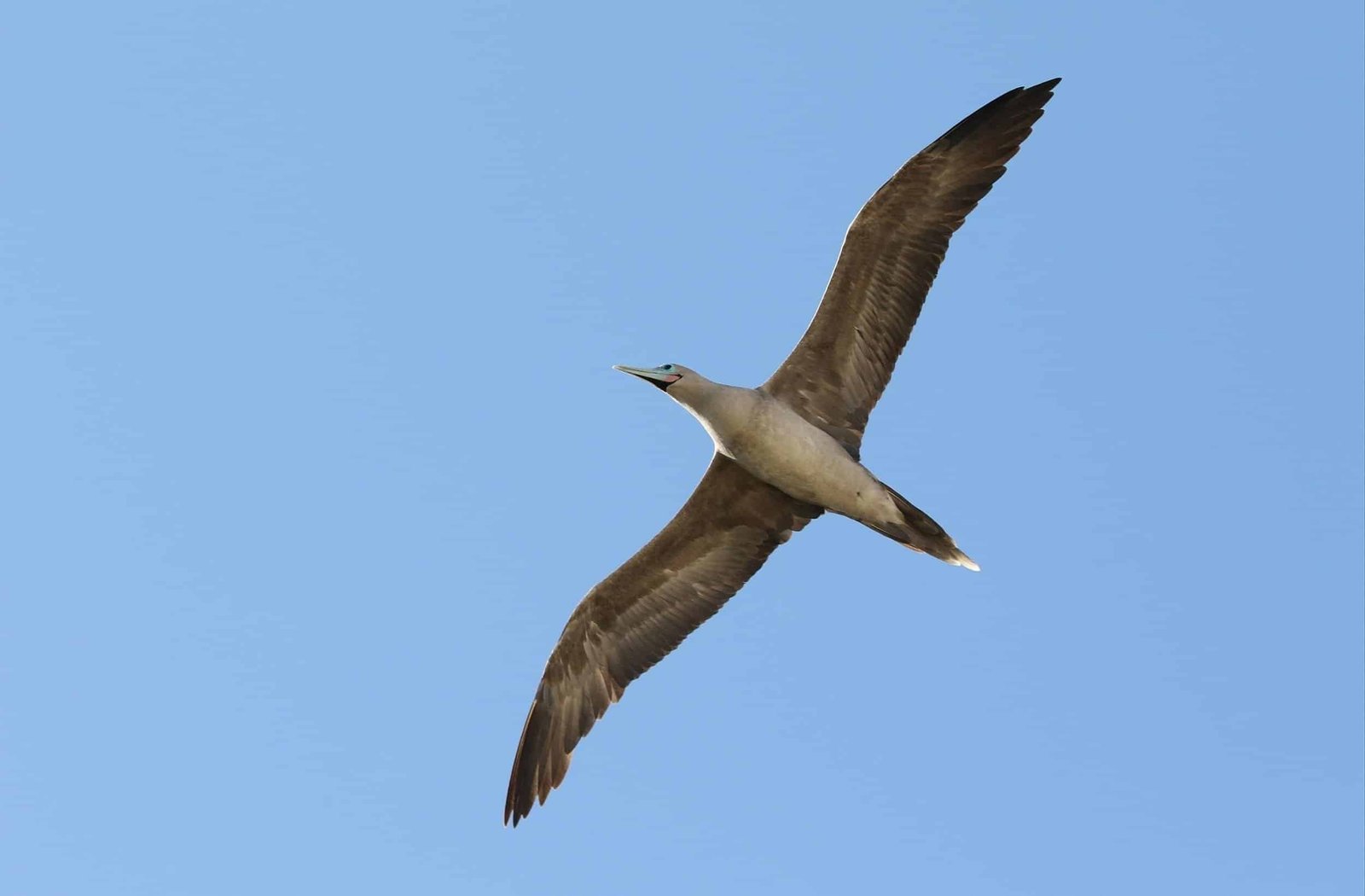 clipperton island tour