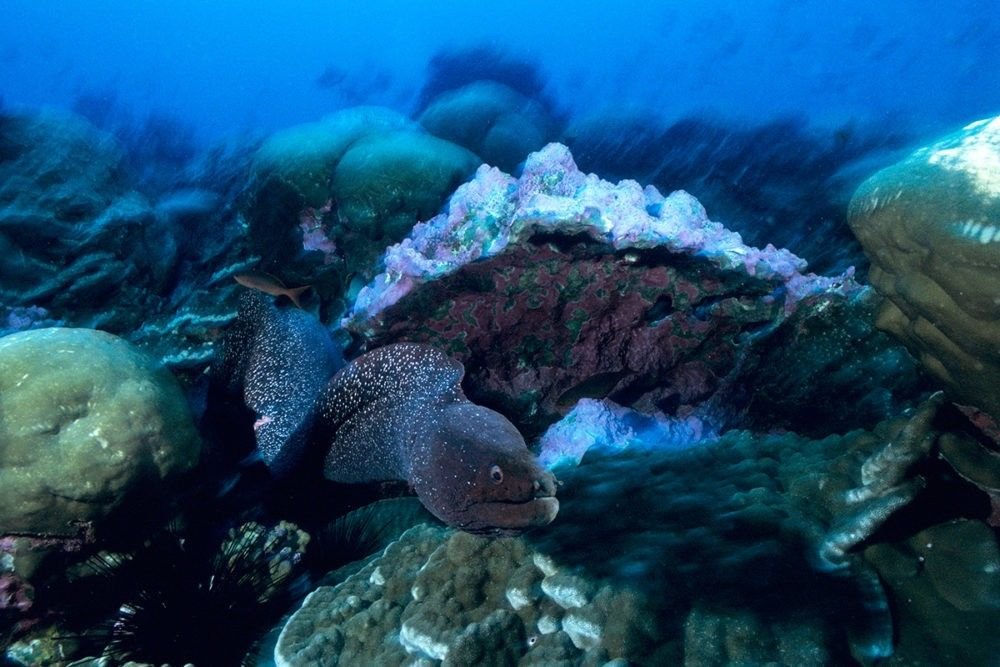 clipperton island tour