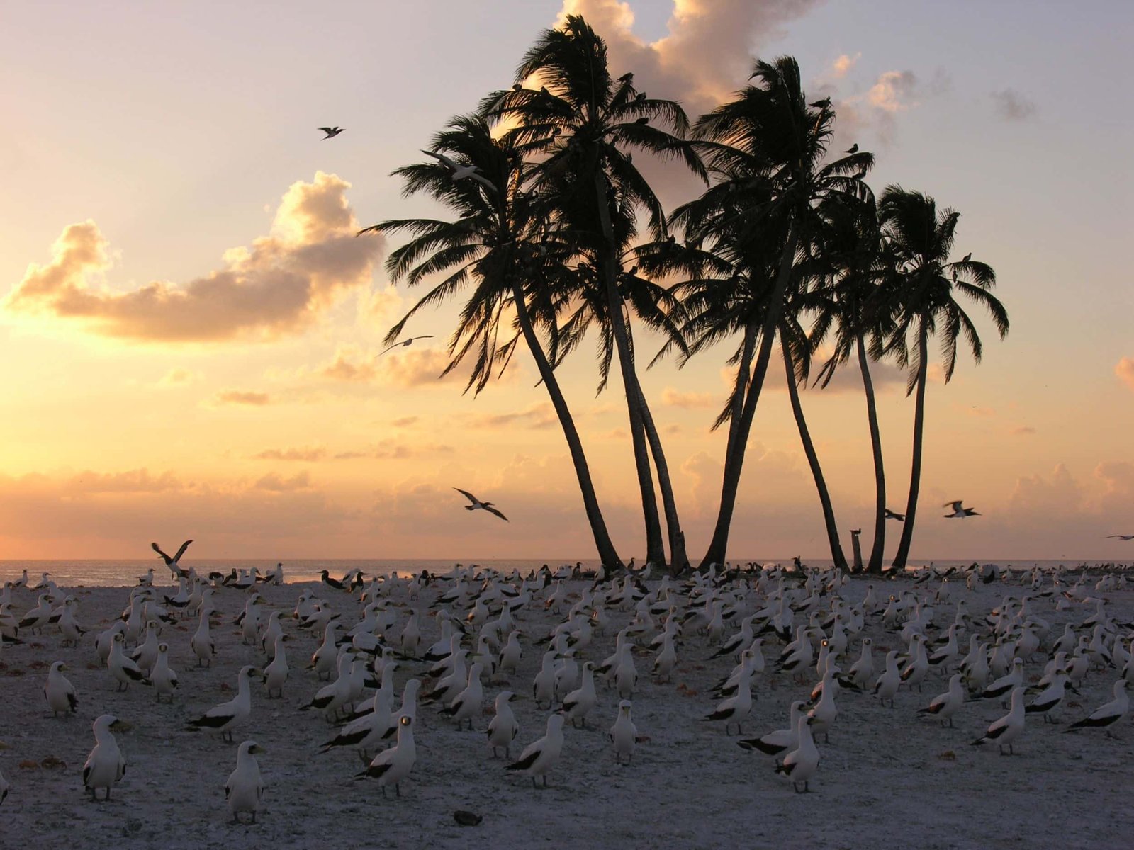 clipperton island tour