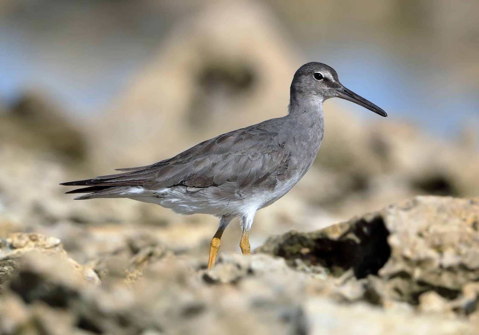 clipperton island tour