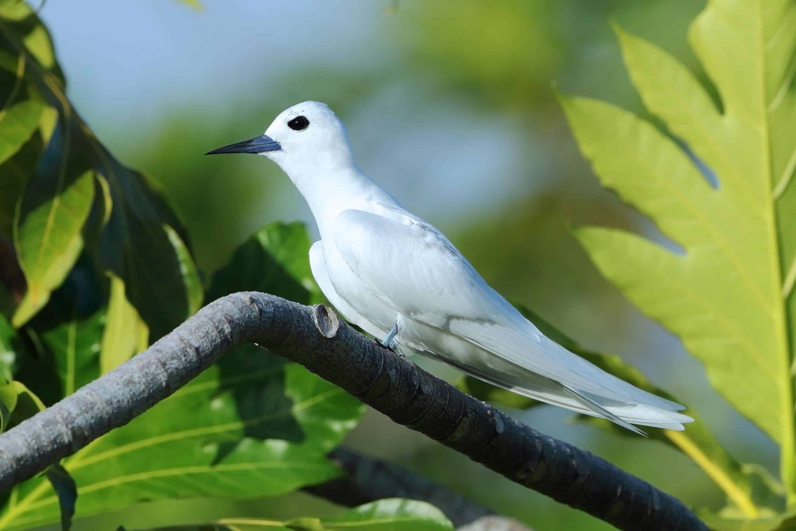 clipperton island tour