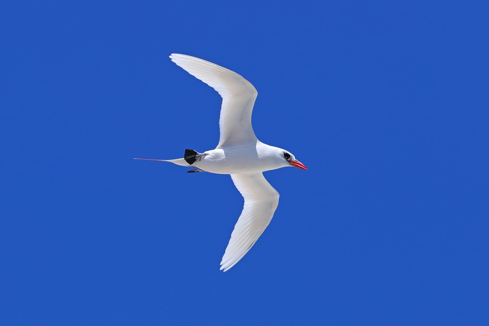 clipperton island tour