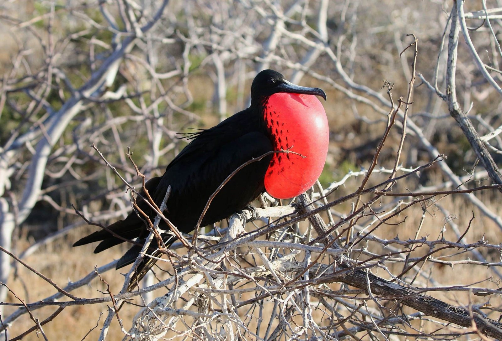 clipperton island tour